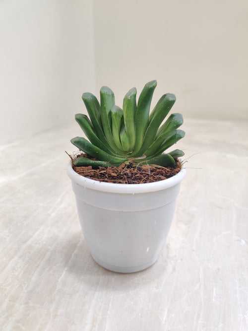 Haworthia Truncata [limited] Succulent