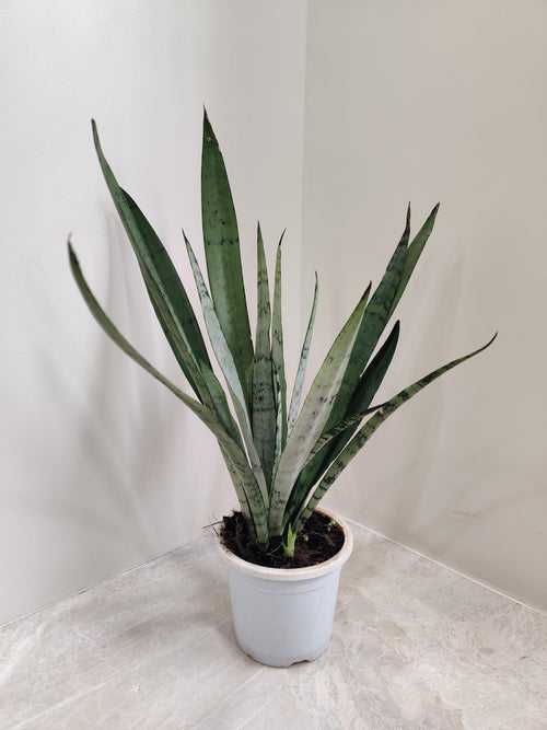 Silver Princess Snake Plant