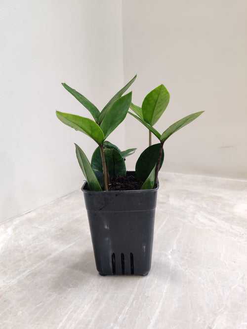 Zamioculcas Zamiifolia Small Plant