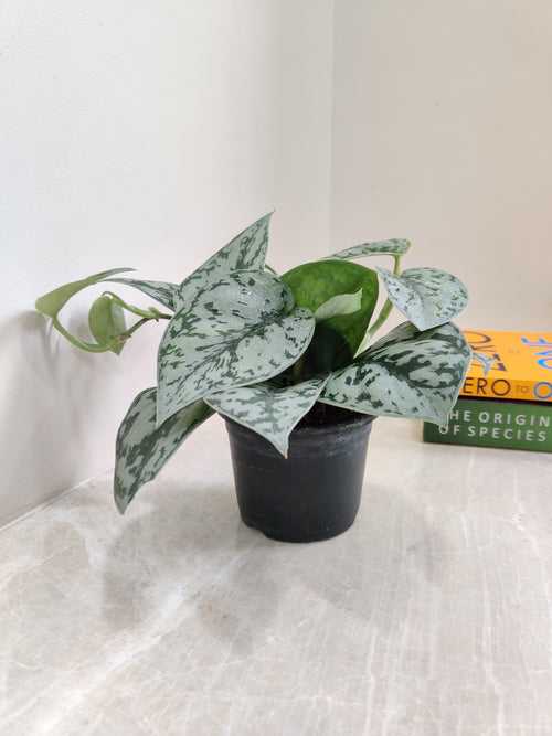 Scindapsus Silver Satin Pothos