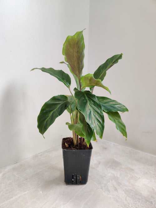 Calathea Misto Plant Small