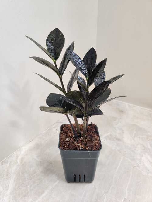 Black Zamioculcas Zamiifolia Plant (Small)