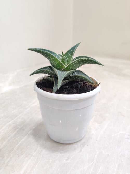 Aloe Firebird  Succulent Plant