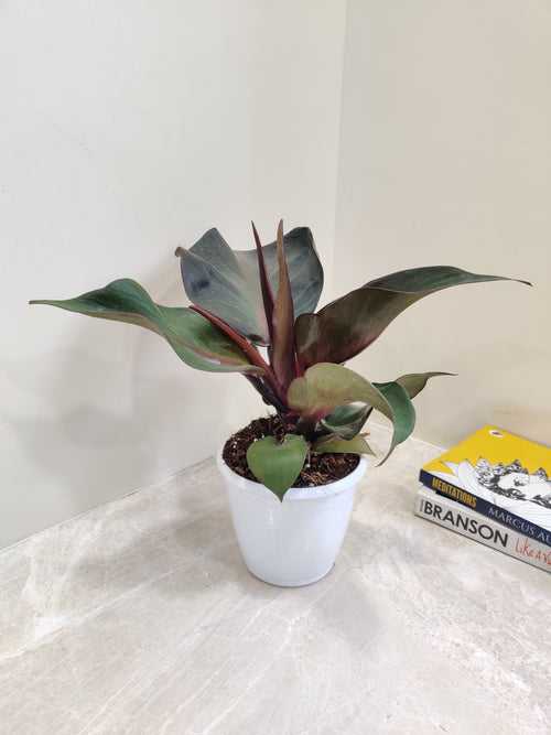 Philodendron Red Heart Plant