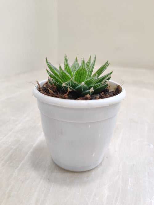 Haworthia Mucronata- Live Succulent Plant