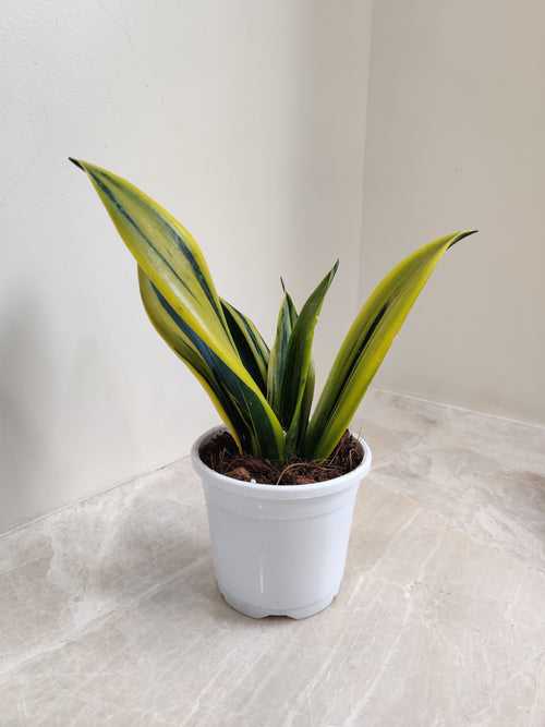 Sansevieria (Snake Plant) Golden Flame