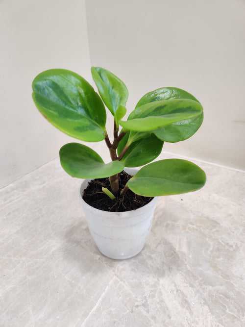 Peperomia Lemon Lime Plant