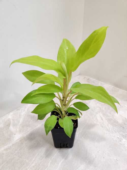 Philodendron Ceylon Golden Plant (Small)