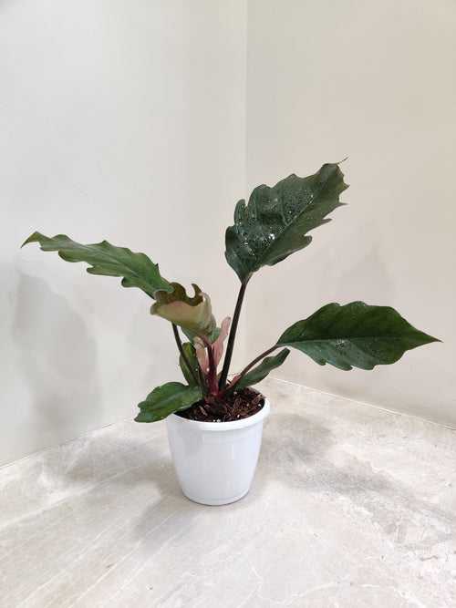 Philodendron Narrow Plant