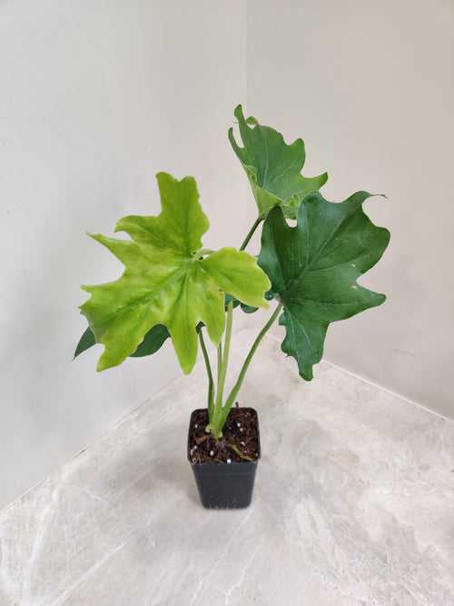 Philodendron Plant Lickety Split