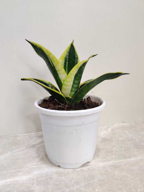 Sansevieria (Snake Plant) Stars and Stripes Plant