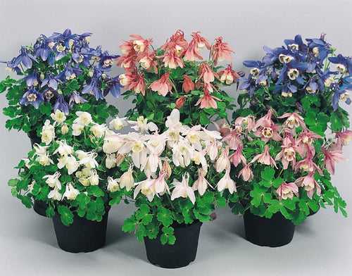 Aquilegia Cameo Mix Flower Seeds