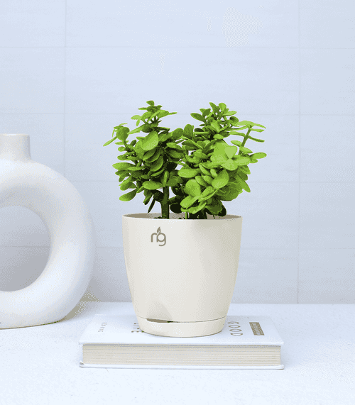 Jade Plant in Ivory Self Watering Plastic Pot (4.5*4 Inch)