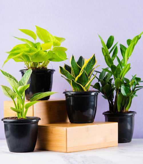 Indoor Houseplant Combo (Snake, ZZ, Birkin & Scindapsus Gold)