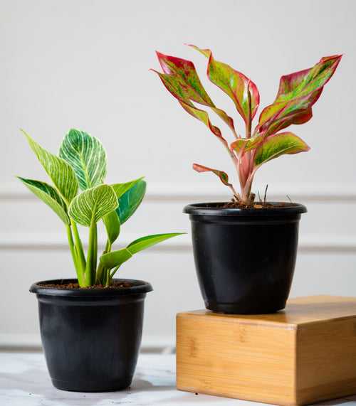 Trending Houseplants Combo (Philodendron Birkin & Aglaonema)