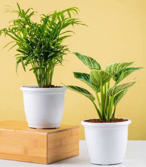 Trendy Oxygen Plants Combo (Bamboo Palm & Philodendron Birkin)