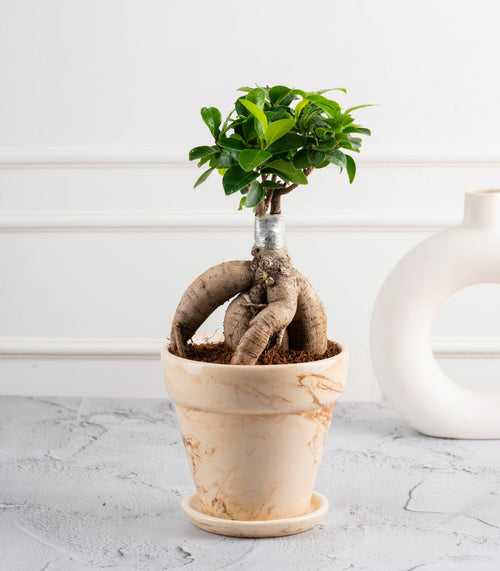 Ficus Grafted Bonsai (2 yrs old)