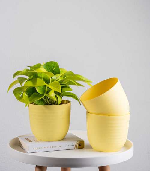 Yellow Wave Fiber Planters with Matte Finish