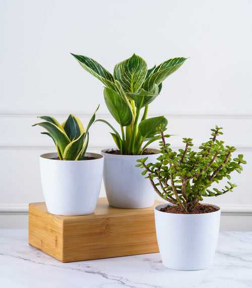 Desk Plants Combo (Jade, Snake & Philodendron Birkin)