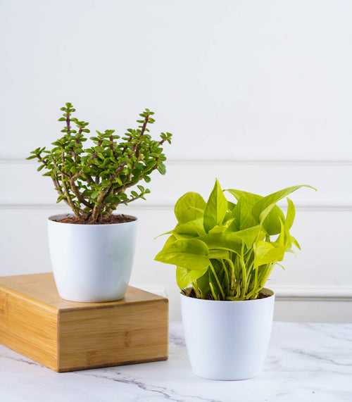 Tabletop Houseplant Combo (Jade & Money Plant)