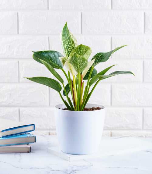 Philodendron Birkin Plant (Size : Large)