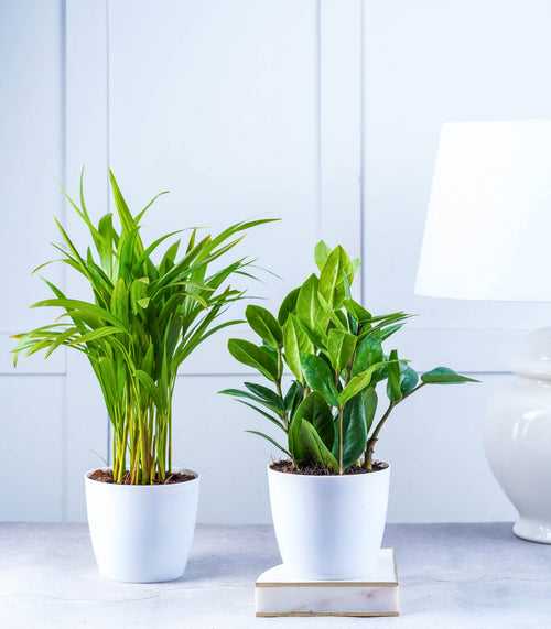 Air Purifying Plants Combo (Areca Palm & ZZ Plant) in Glossy Fiber Pots