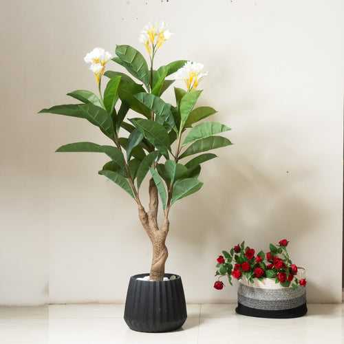 Artful Allure : ≈ 5.5 Feet Tall Artificial Frangipani Plant (Without Pot)