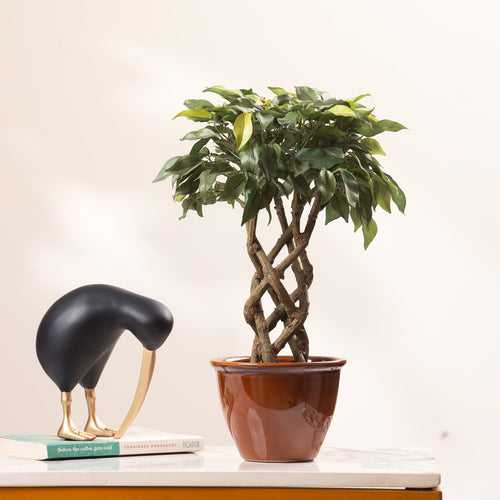 Timeless Radiance: ≈ 1.5 Feet Artificial Ficus Plant (With Ceramic Pot)