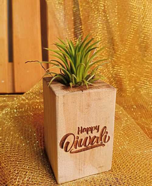 Air Plant on Wood