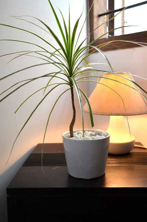 Dracaena Marginata in White Ceramic Pot