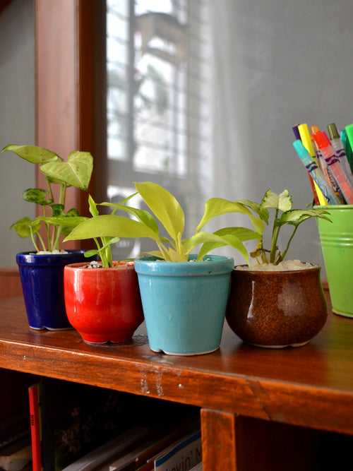 Indoor Plants in 2.5 inch Ceramic Pots (Set of 4)