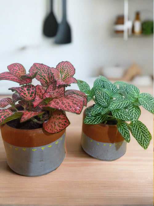 Fittonia (Nerve plant) - set of 2