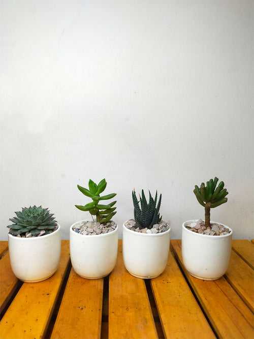 Succulents in White Ceramic Pots (Set of 4)