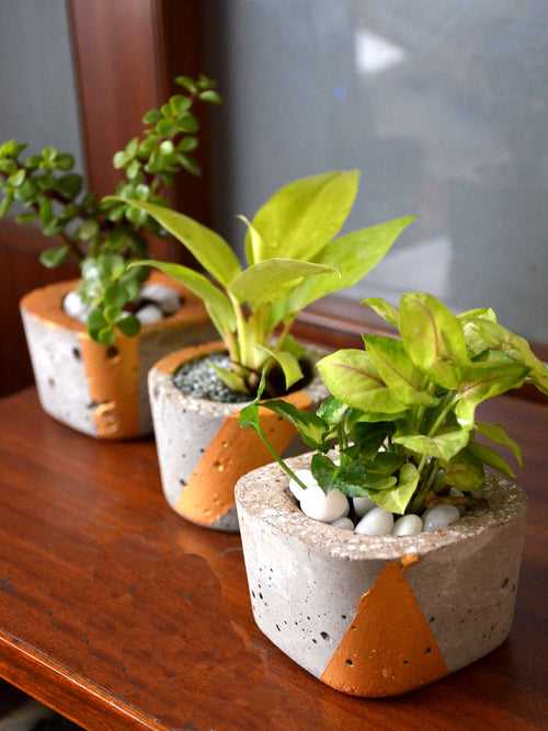 Indoor Plants in Tufa Pots (Set of 3)