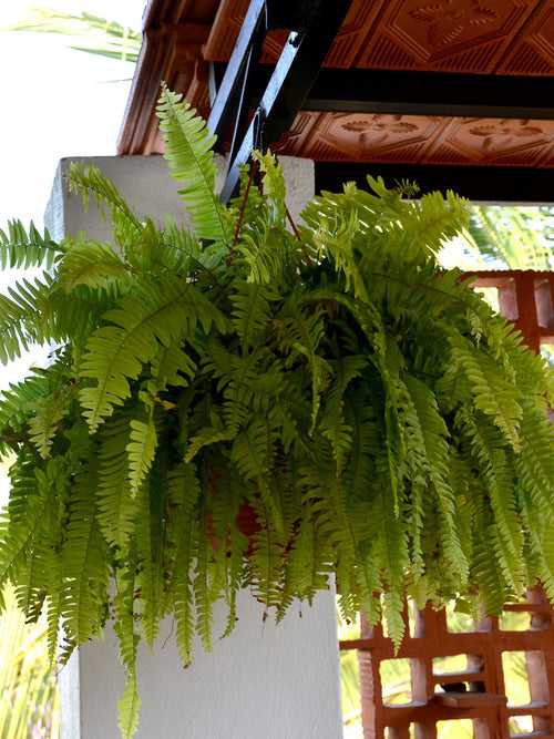 Boston Fern