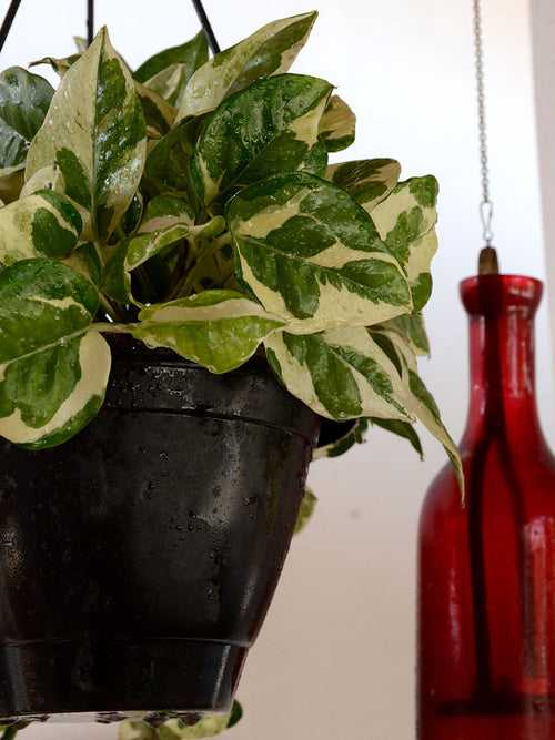 Money Plant (Variegated)