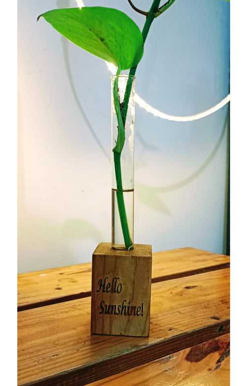 Hello Sunshine - Wooden Block with a baby Money Plant in Glass Tube