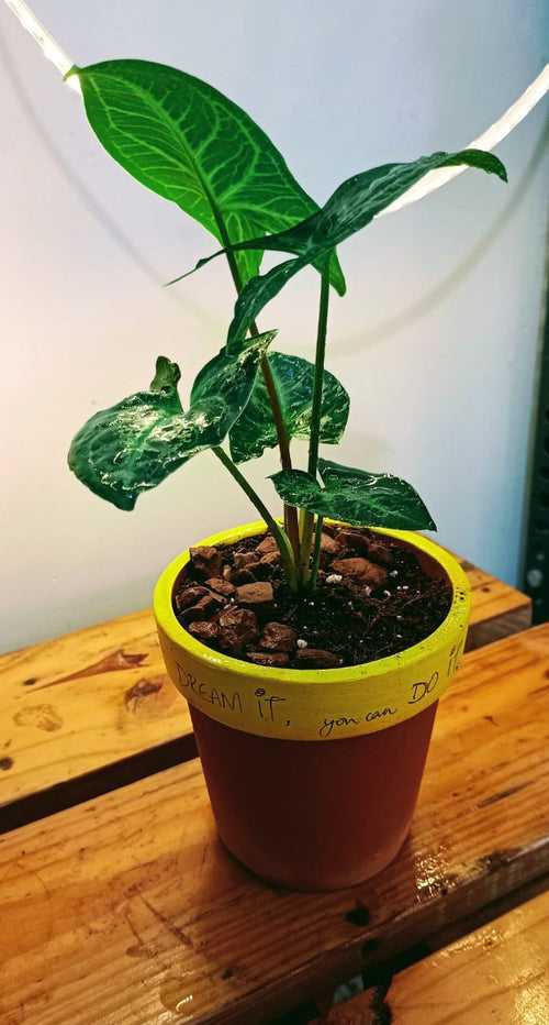 Dream IT - you can do it : Syngonium (Arrow head miniature) in a hand written Terracotta Pot