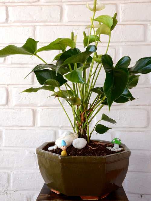 White Flamingo Flower in Ceramic Pot