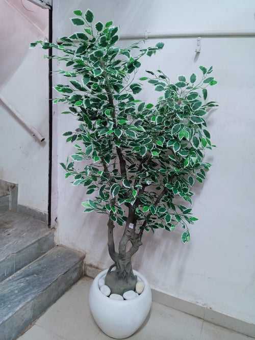 Ficus White Tree Without Pot (Height : 6 Feets)