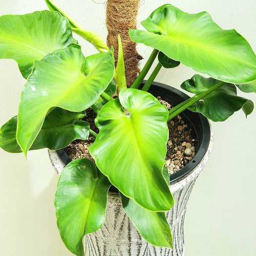 Philodendron Rugosum