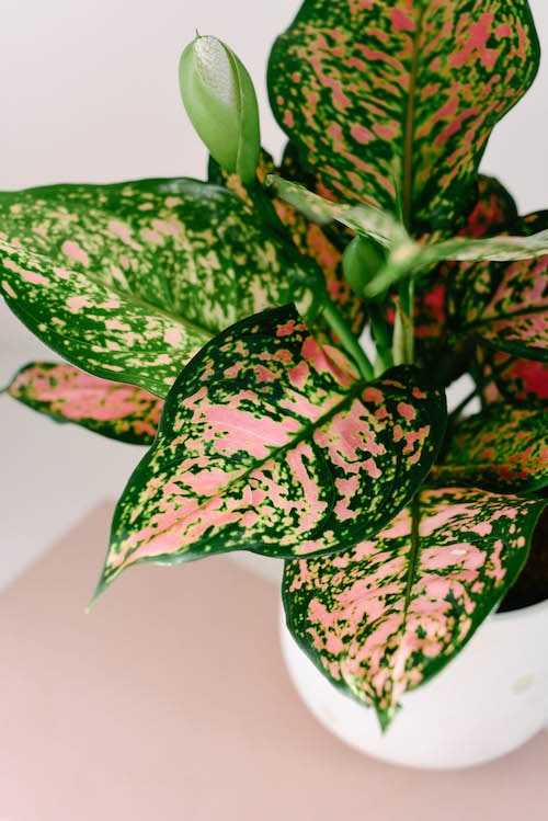 Aglaonema Pink Spot