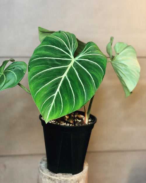 Philodendron Gloriosum Zebra