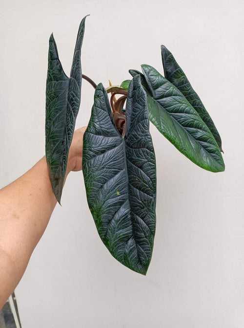 Alocasia Scalprum Tuber 'Medium'