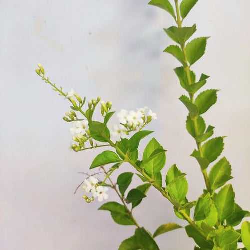 Duranta Erecta 'Alba'/ White Sky Flower/Pigeon Berry/Golden Dew Drop