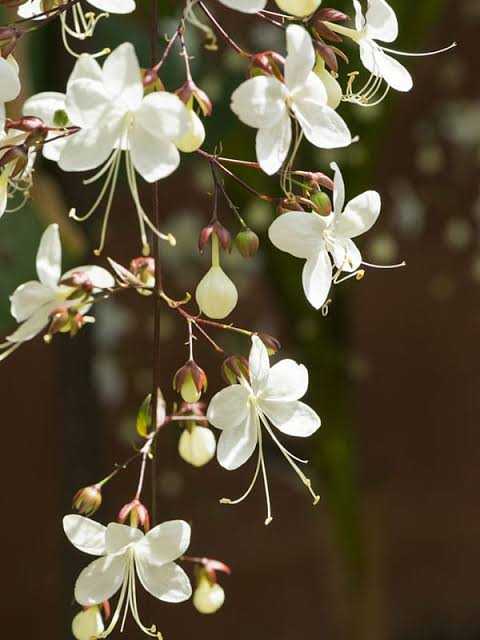 Chains of Glory/ Light Bulbs/ Clerodendrum Smithianum / Bridal Veil