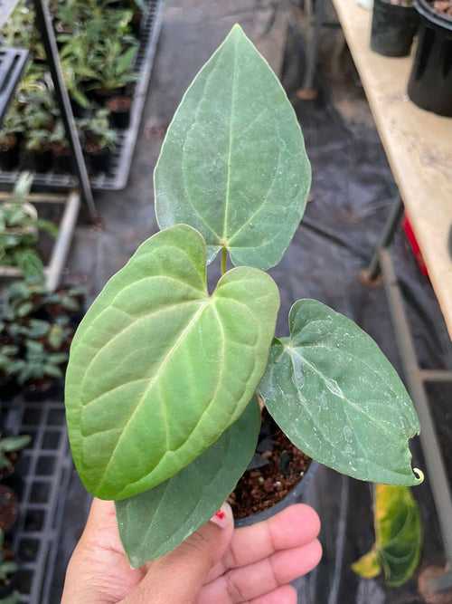 Anthurium Raven's Heart Hybrid