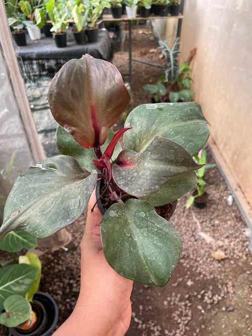 Philodendron ‘Red Heart’