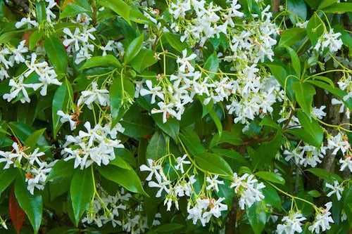 Trachelospermum Jasminoides/Star Jasmine /Confederate Jasmine