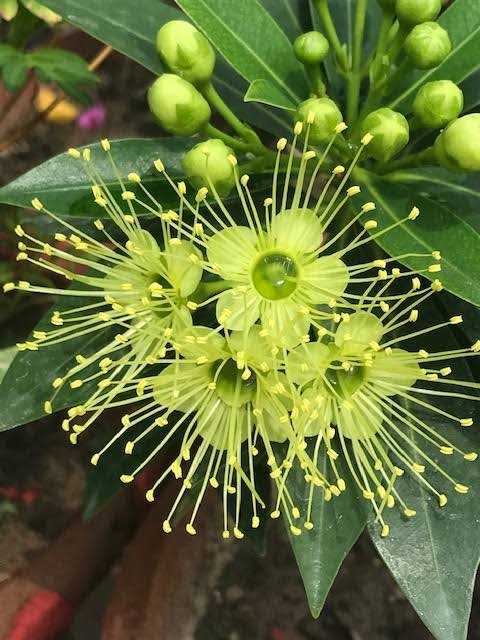 Xanthostemon Chrysanthus 'Little Penda'